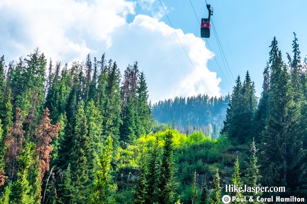 Jasper Skytram Whistlers Mountain Hike Jasper Tickets