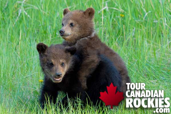 Grizzly Bear Cubs Tour Canadian Rockies Wildlife 2023