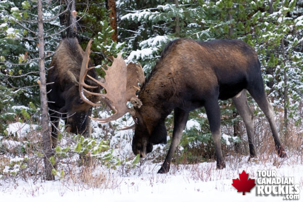 Jasper Winter Wildlife Tour